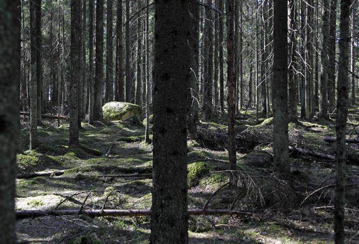 Kuva Tomteskogista, tiheää kuusimetsää