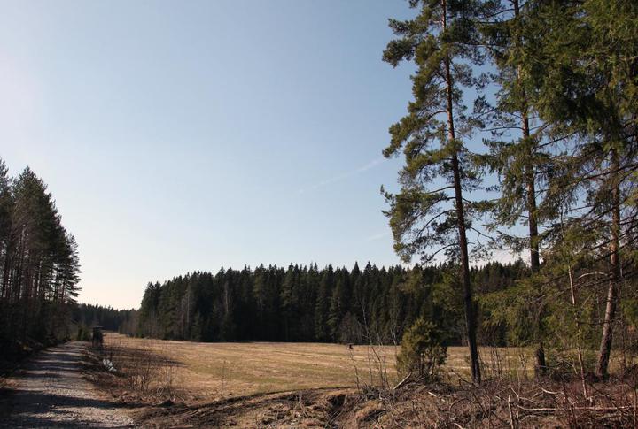Kuva Tomteskogista, Tomteskogin metsä pellon takaa kuvattuna