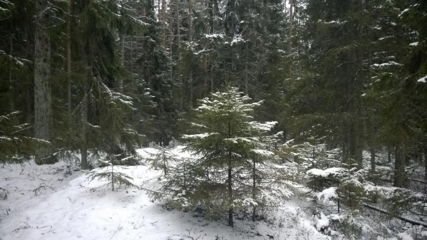 Kuva Tomteskogista, pieniä ja suuria kuusia lumen alla