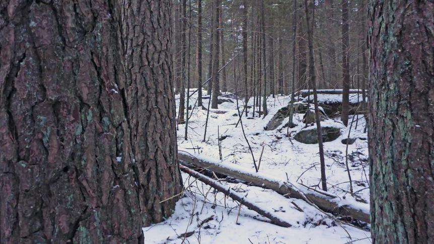 Kuva Tomteskogista talvella, lähikuvaa puunrungoista
