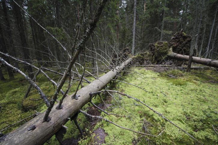 Kuva Tomteskogista, kaatunut kuusi