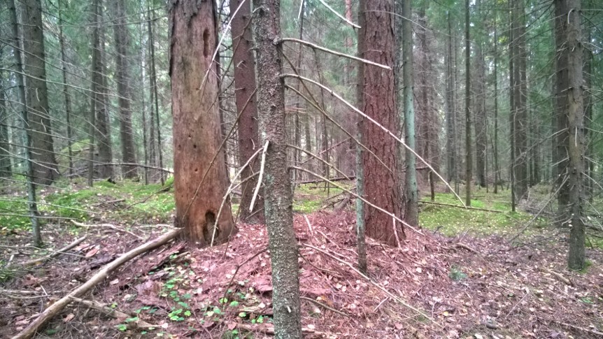 Kuva Tomteskogista, kuusimetsää