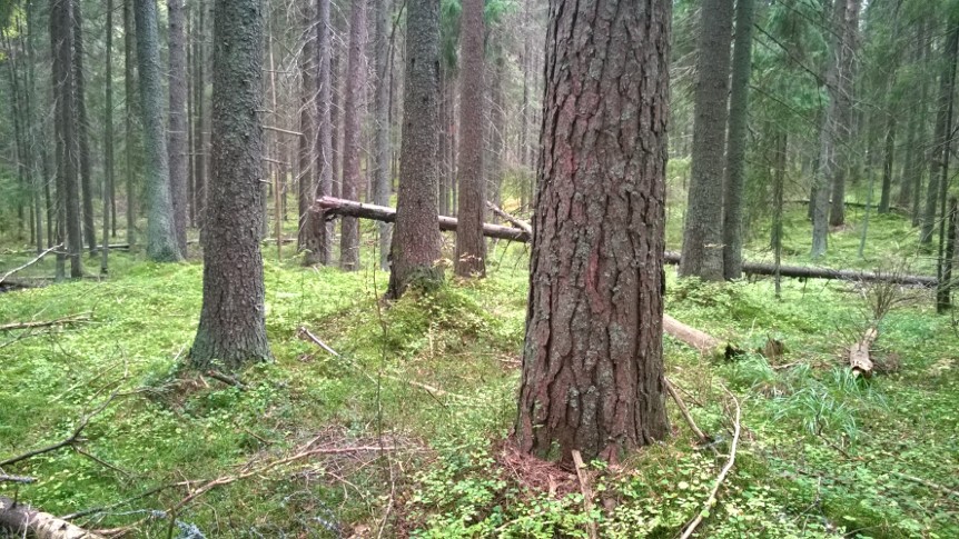 Kuva Tomteskogista, taustalla kaatunut kuusi